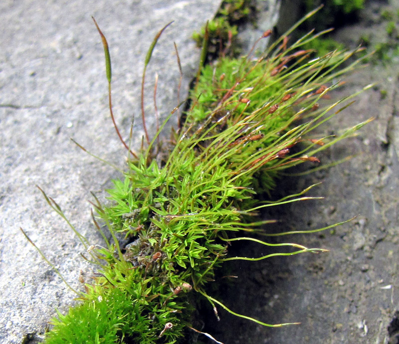Tortula mucronifolia